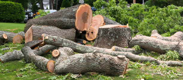 Professional Tree Services in Many, LA